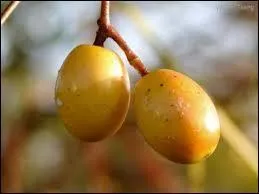 La pomme Cythère et la pomme cannelle désignent-elles le même fruit ?