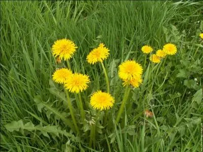Le pissenlit et le pied de lion désignent-ils la même plante ?