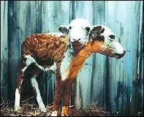 Comment nomme-t-on tous les événements naturels, animaux, végétaux, anachroniques ? Les devins les considéraient comme des signes de courroux de telle ou telle divinité.