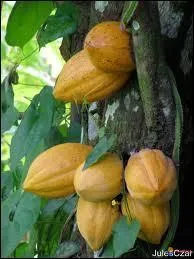 Ma fève est comestible et sert notamment à la fabrication de chocolat, je suis :