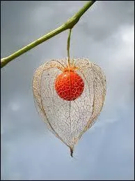 Je suis généralement toxique. Arrivé à maturité, je suis comestible. Je suis consommé frais et je suis également décoratif, je suis :