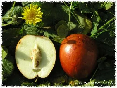 Ma peau est fine et comestible et ma chair blanche est douce et parfumée, je suis :