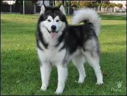 Quelle est cette race de chien ?