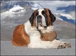 Quelle est cette race de chien ?