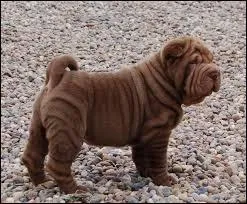 Quelle est cette race de chien ?