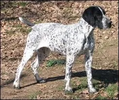 Quelle est cette race de chien ?