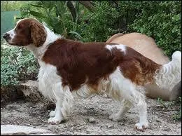 Quelle est cette race de chien ?