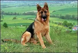 Quelle est cette race de chien ?