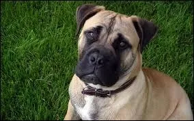 Quelle est cette race de chien ?