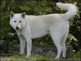 Quelle est cette race de chien ?