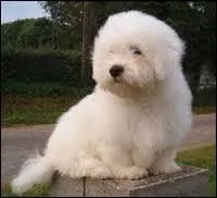 Quelle est cette race de chien ?