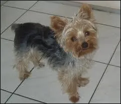 Quelle est cette race de chien ?