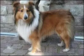 Quelle est cette race de chien ?