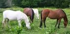 Quiz Galop 4