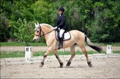 Quelle est l'allure de ce cheval ?