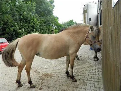 Quelle est l'allure de ce cheval ?