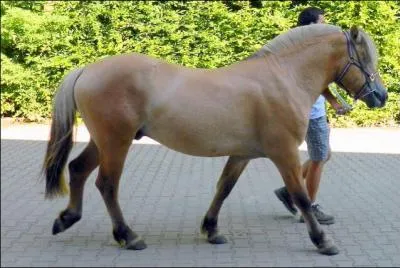 Quelle est l'allure de ce cheval ?