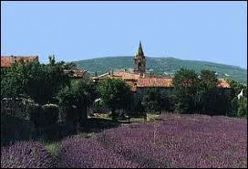 Derrière ce champ de lavande, vous avez la commune Bas-Alpine de Saint-Étienne-les-Orgues. Elle se situe en région ...