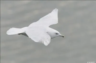 Mon nom scientifique est Larus glaucoides. Que suis-je ?