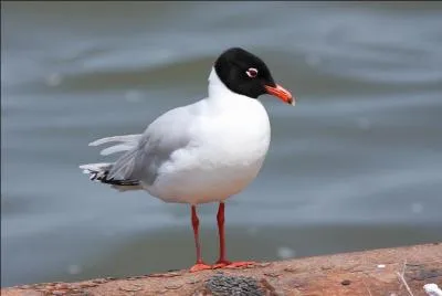 Je peux mesurer jusqu'à 38 cm de long. Que suis-je ?