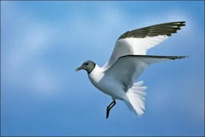 Je suis la seule petite mouette européenne à avoir la queue fourchue. Laquelle suis-je ?
