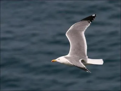 J'ai été récemment séparé de Larus cachinnans. Que suis-je ?