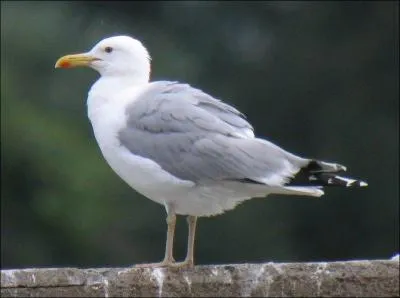 J'ai été récemment séparé de Larus michahellis. Que suis-je ?