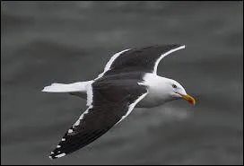 Mon nom scientifique est Larus fuscus. Que suis-je ?