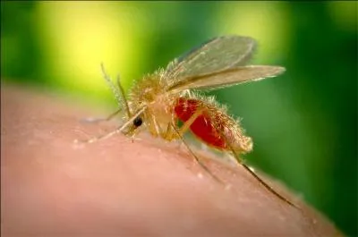 Lequel est un moustique?