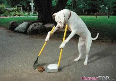 Vous marchez sur une crotte de chien. Pas de panique ! Cela vous portera chance si ...