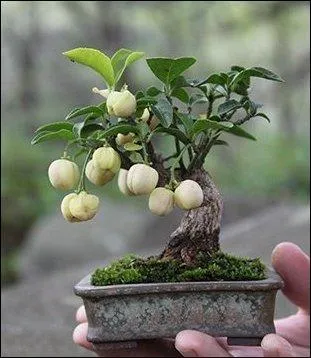 La première classification est d'origine japonaise : on parle de bonsaï à « une, deux ou quatre mains ». Ce qui indique...