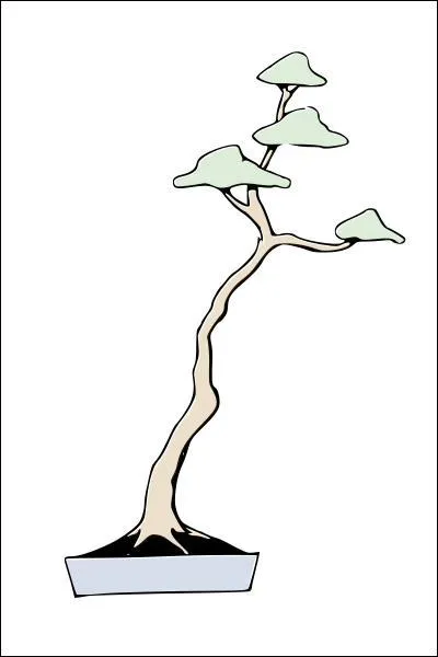 Les styles sont aussi répertoriés par la tradition : difficile qu'un bonsaï puisse y échapper ! Par exemple, celui-ci, au long tronc dénudé et son feuillage en cime se dénomme...