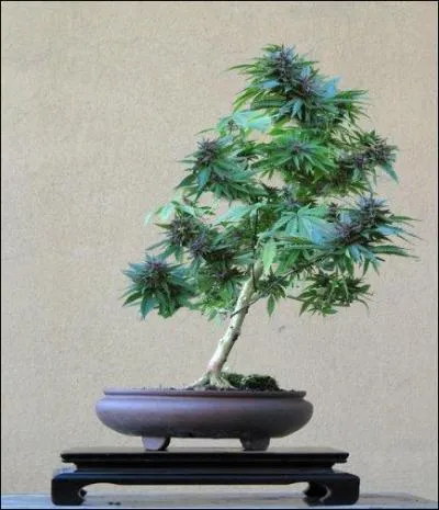 Idée reçue 1 > « Toutes les essences d'arbres ne se prêtent pas au bonsaï » : que pensez-vous de cette assertion ?