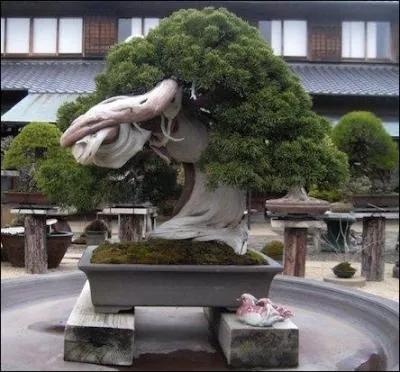 Idée reçue 3 > « Les bonsaïs ne vivent pas longtemps ». Alors, vrai ou faux ?