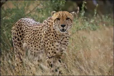 Quel est cet animal ?