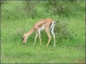Quel est cet animal ?