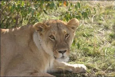 Quel est cet animal ?