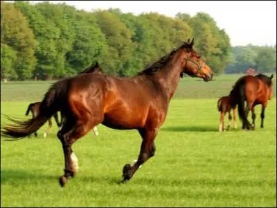 Quel est cet animal?