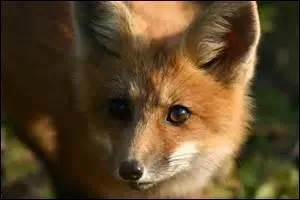 Quel est cet animal?