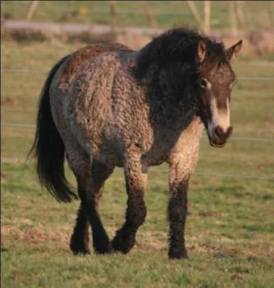 Quelle est cette race ?