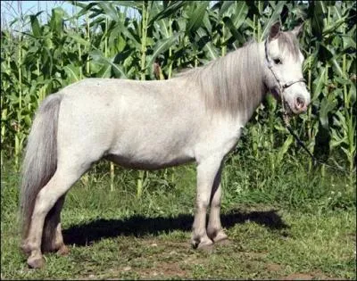 Quelle est cette race ?