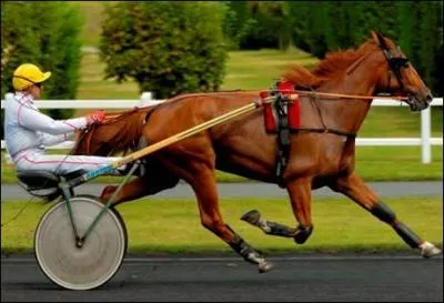 Quelle est cette race ?