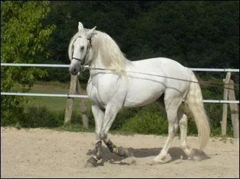 Quelle est cette race ?