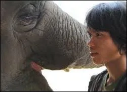 Avec celui qui prend soin d'un éléphant...