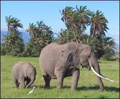 Animaux - Quelle est la durée moyenne de gestation chez l'éléphante ?