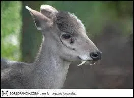 Qu'est-ce que l'élaphode ?