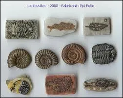 Un clacanthe, avez-vous une idée de ce que ça peut être ?