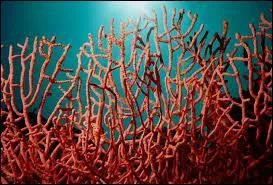 Le corail tout le monde sait ce que c'est, en êtes-vous certains ?