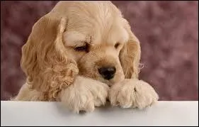 Quel est cet animal ?