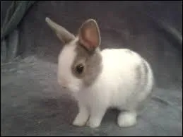 Quel est cet animal ?